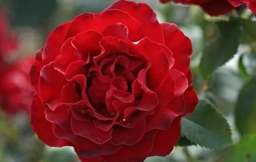 浪漫褶边月季：花中的小公主