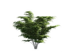 识别花草树木名称：图片识别软件的实用功嫩