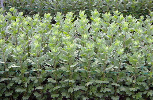 第六步：防病虫害