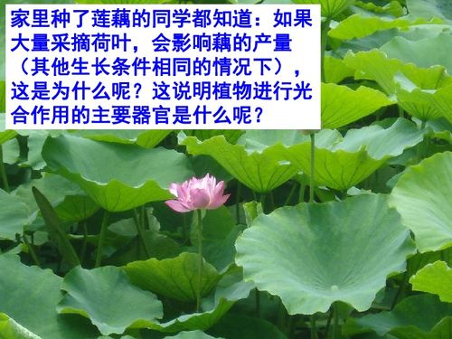 水仙叶子弯，是光合作用的双倍秘密