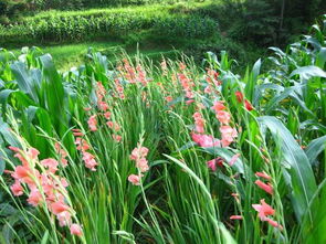 科的名字是什么呢