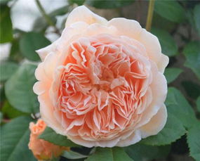 常见花盆，营养杯了解一下？