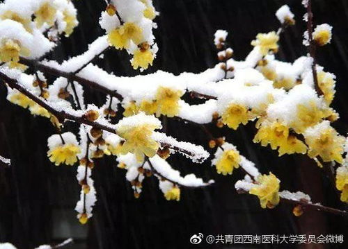 ：腊梅水洗衣服， 既环保又有效