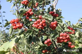 盆栽红叶种植技巧有哪些？如何让红叶更加鲜艳夺目