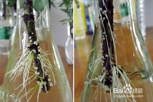 栀子花水培需要注意哪些技巧和注意事项