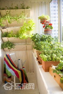 阳台花事，一隅芬芳