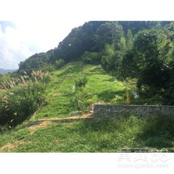 路边绿化，城市的美丽风景线