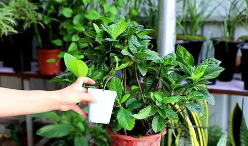 养护，让栀子花枝枝繁叶茂