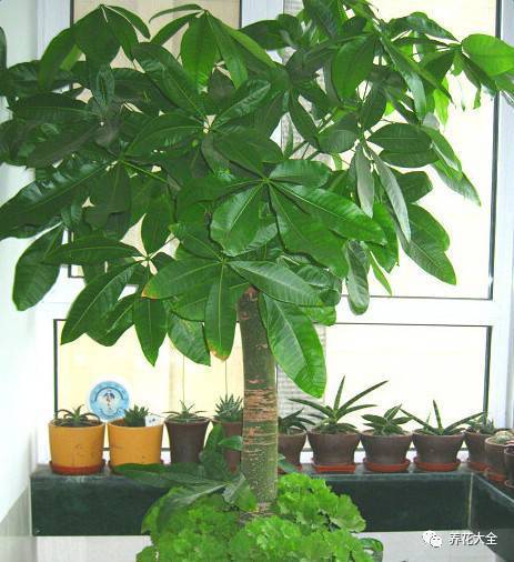 尿素：一把双刃剑