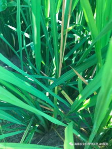 水稻三化螟：产量的大敌