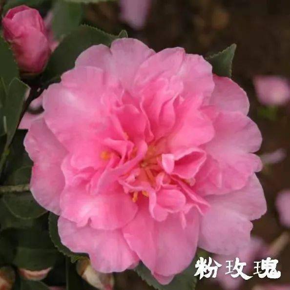 揭秘：最佳时机移栽茶梅，提升茶叶品质与效益！