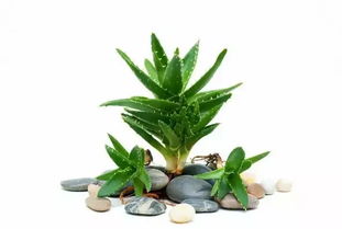 芦荟，一种易于养护的室内植物