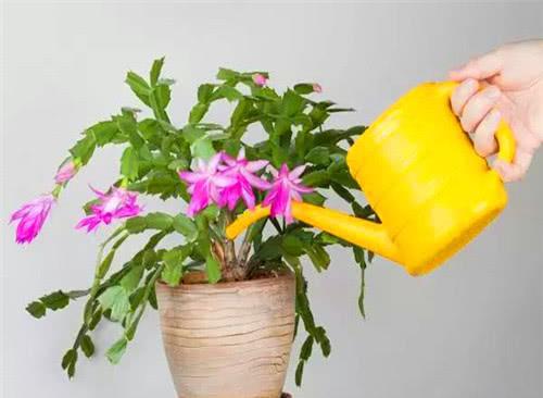 新手种植草种的常见错误