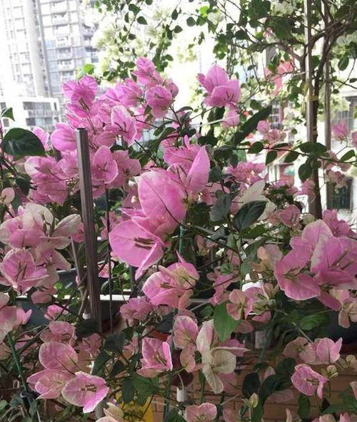 藤本花卉，四季美景的守护者