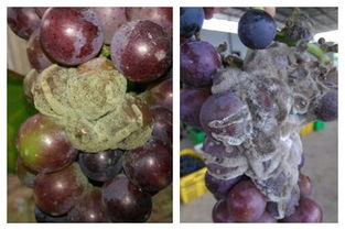 果穗套袋：给葡萄穿上一件“保护衣”