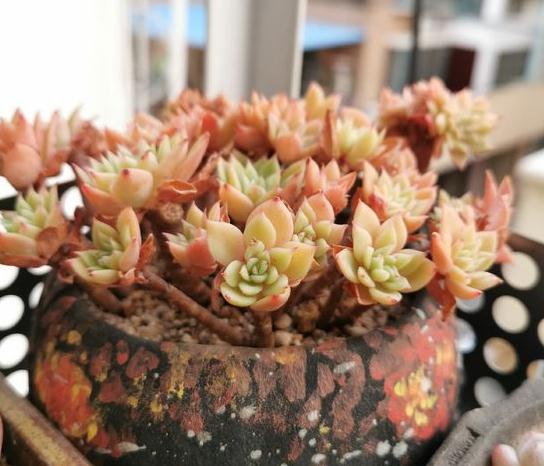 江苏多肉植物，如何安全过冬