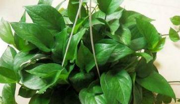 绿萝养护小贴士