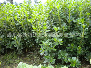 一、 大叶黄杨的种植技巧