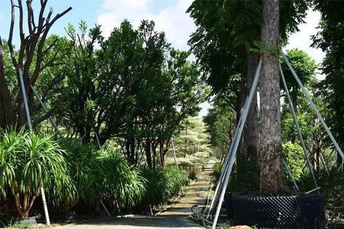 京津冀地区苗木需求旺盛， 价格水涨船高