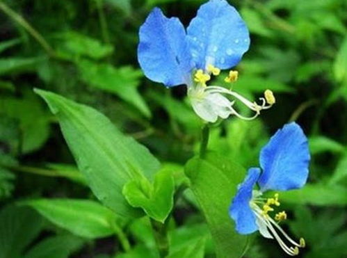 “天然除醛宝：盘点十大去甲醛植物”