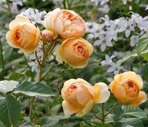 月季花里的故事