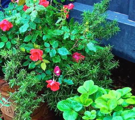 月季种植小窍门，新手快来学学！