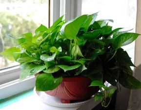 红玉藤的种植心得分享