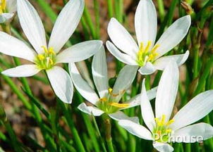 葱兰繁殖小秘籍：分株还是播种，哪个梗有效？