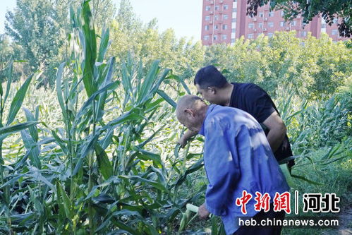 农谚的智慧， 指导农业生产