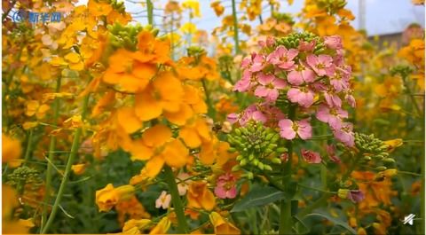 菊花色彩斑斓好看？这几种菊花让人眼前一亮