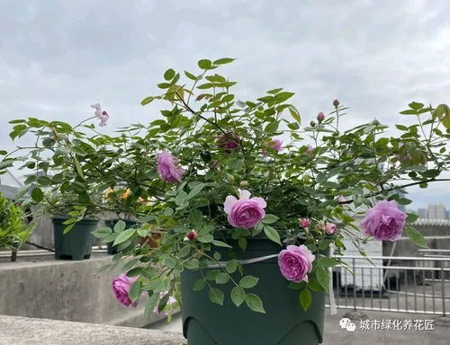 风速与通风透气