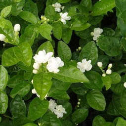 茉莉花换盆后几天需要浇水？