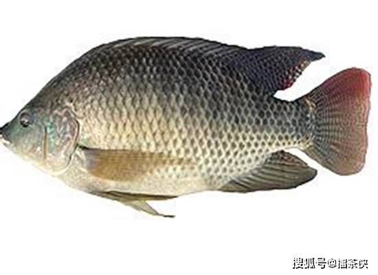 福寿鱼春繁技术，探讨春季繁殖方法与技巧