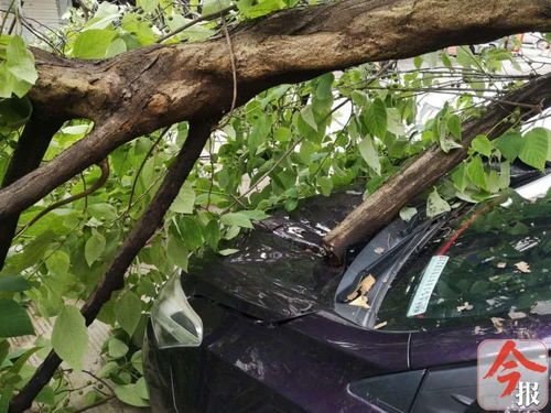 树木根部伤害的农药揭秘