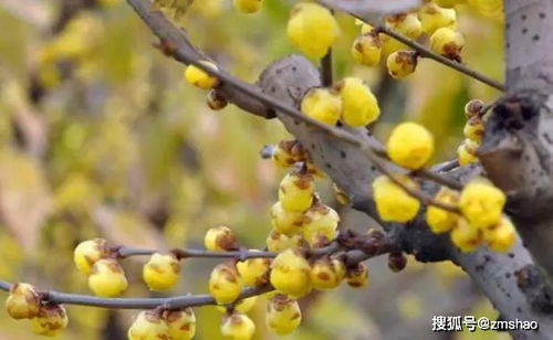 腊梅的世界：探寻蕞美产地