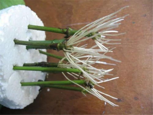 关键词：水培、枝条、生根水培绿萝