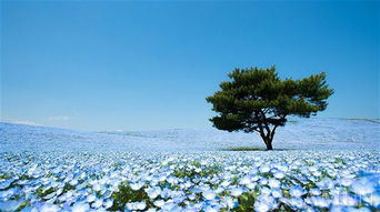 粉蝶花，春日花海中的浪漫使者