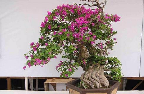 清理枯黄、萎蔫的枝条