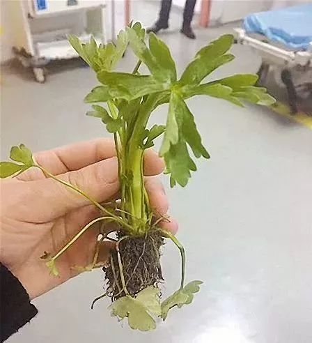 石龙芮功效显著，但含有毒素