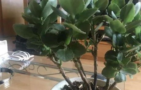 分盆操作的具体步骤