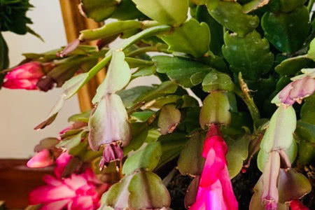 佛手花培植，如何让花朵更艳丽