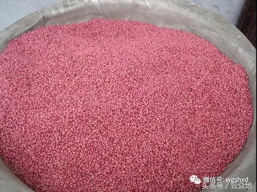 用三唑酮等三唑类药剂拌种， 影响小麦出苗率