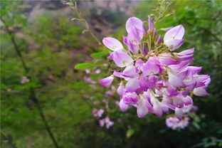 早春花事，踏青赏花指南