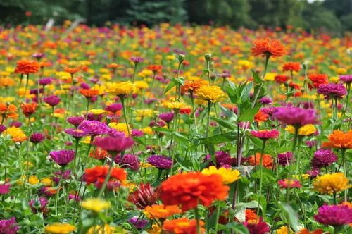 花海寻踪，自我绽放——探索花卉之美