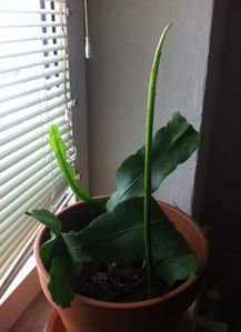 昙花长杆需要去掉吗？如何正确修剪昙花长杆