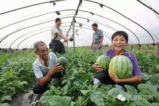 西瓜如碧玉盘，夏日里藏着清凉的秘密吗