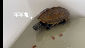 紫罗兰女王叶插繁殖？成功率超高的秘诀是什么