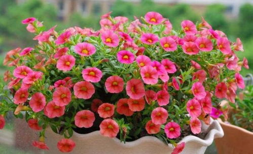 一、 播种季节选择