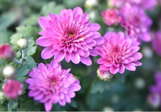 菊花：花开时节动京城