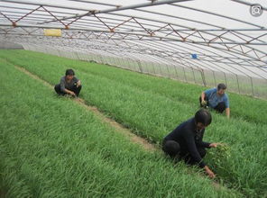 韭菜种植小窍门：除草剂选哪种Zui棒？